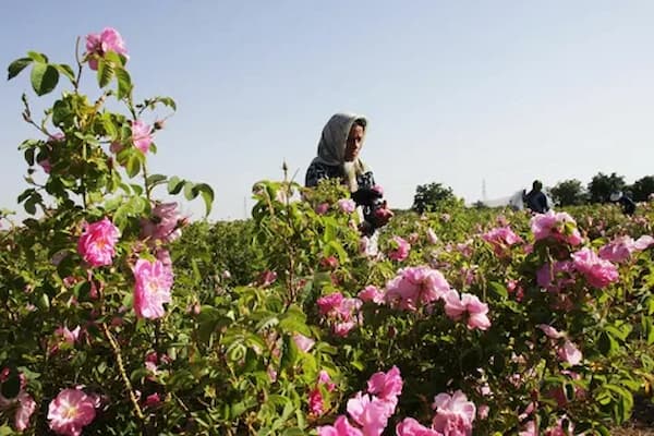 تصویر 1 از قیمت اسانس گل محمدی طبیعی + فروش صادراتی